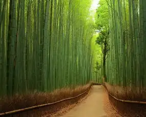 网易云音乐