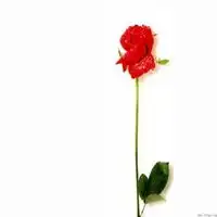 微信头像花朵图片玫瑰花微信头像图片大全