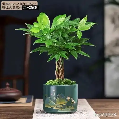 测试一个超长简介的文章