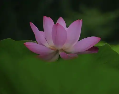 测试一个超长简介的文章