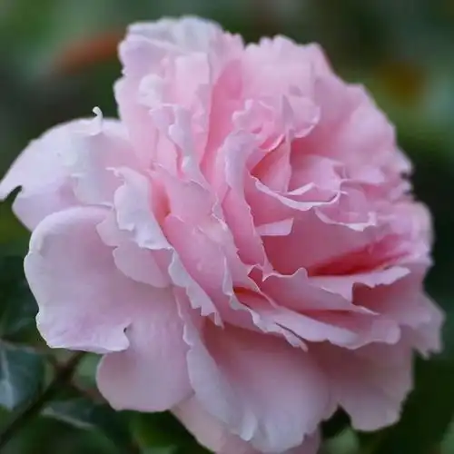 仙气十足雍容华丽花型似牡丹索菲罗莎