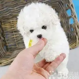 v人气宝贝纯种赛级比熊宝宝大头娃娃脸样子可爱