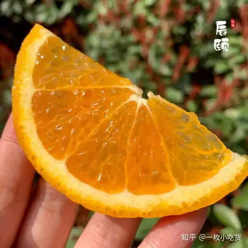 脐橙血橙柑橘丑橘之类水果哪个比较好吃