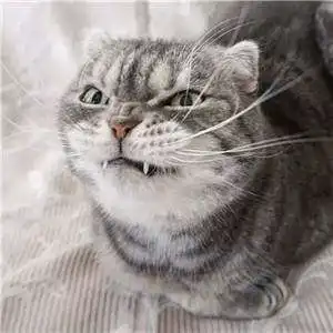 抖音猫背景图在哪下载蓝猫表霸气情包资源图集大全
