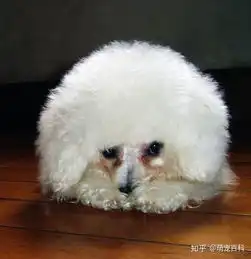 比熊犬有泪痕,有什么小技巧解决吗