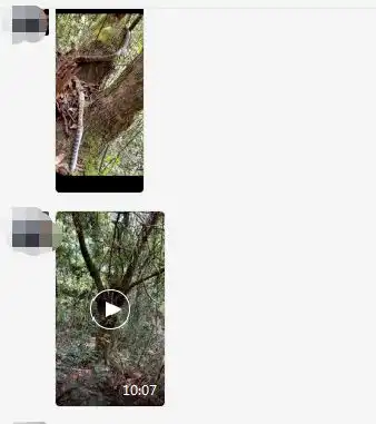 蛇吃蛇过山峰吞到一半了广西某驴友拍下惊魂一幕