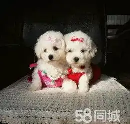 繁殖比熊繁殖好的巴比熊出售纯种比熊犬