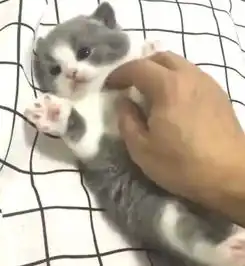 宠物主人调戏小奶猫,结果被猫咪麻麻眼神警告你在动一下试试