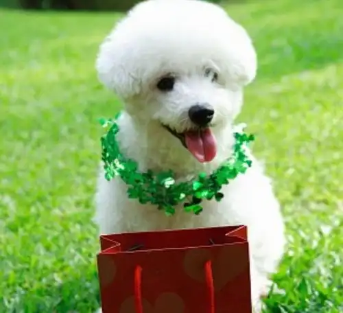 比熊犬对主人忠实,会保护主人,有陌生人走近时,会吠得很厉害