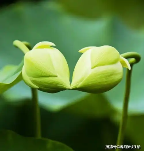 很深刻有力度的句子,土豆拉一车,不如夜明珠一颗