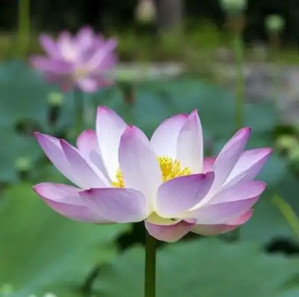 算命的说,11月份得贵人相助,得财神高照,横财不断的3生肖