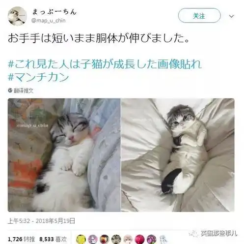 岁月这把无情刀,糊了暹罗的毛,肥了橘猫的腰,幻灭无数小奶猫