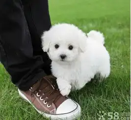 出售泰迪宝宝自己家狗生的保证健康,卖完回家