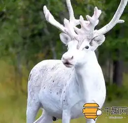 瑞典马拉惊现白色驯鹿,抓拍其美貌瞬间