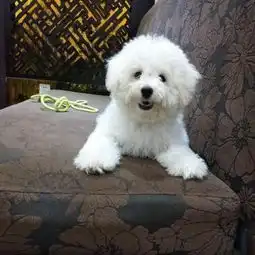 售一岁大比熊犬,没时间养拉,自己养了9个多月