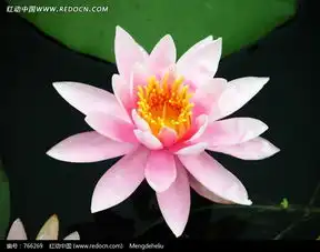 美丽粉红色莲花图片
