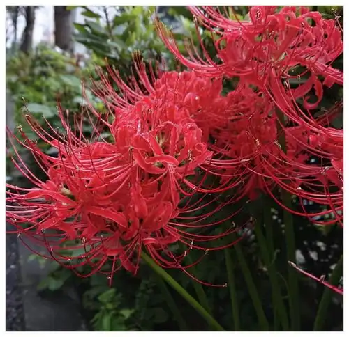 常见的7种大毒花,家里经常养,建议多了解,避免受伤害