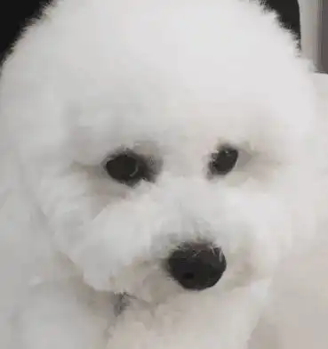 比熊犬生了四只小狗,其中一只还很勇敢,不知道谁给它的勇气