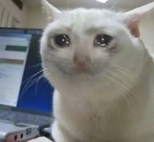 小奶猫也有丰富的情绪,喜怒哀乐你中意哪一款
