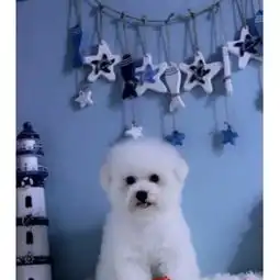 专业繁殖精品比熊幼犬纯种健康协议质保健康第一