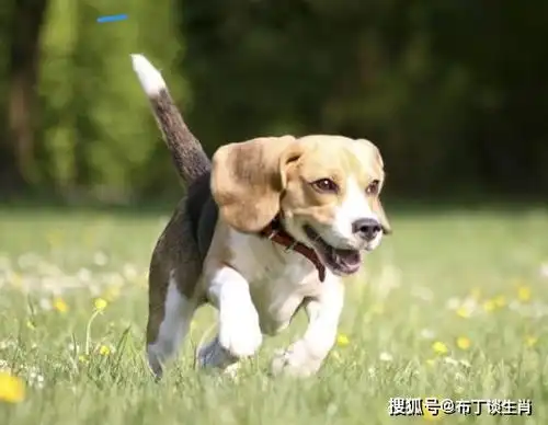 破财运已过,马上就要发财的3个生肖,属兔人属狗人属鸡人来看看