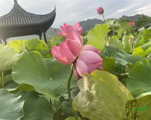 浙江武义荷花物种园12支并蒂莲次第绽放