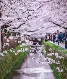 日本樱花季赏樱圣地看这里,喂神鹿,泡温泉,还能乘白鸟号游山中湖