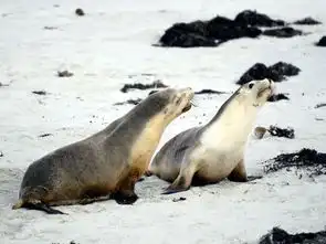袋鼠岛海豹湾旗舰拱门神奇岩石夜宿袋鼠岛精华体验中文二日游当地参团