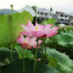 2015石城莲花