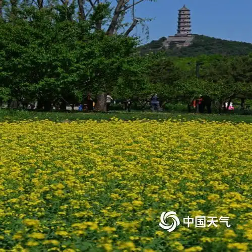 北京北坞公园油菜花进入盛花期风景美如画