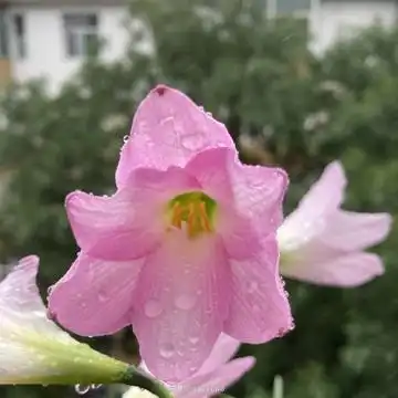 植物