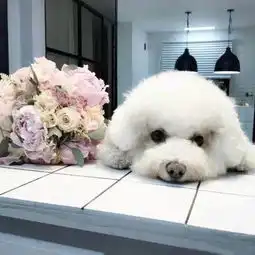 速来看狗狗们的真情实意,全都摆在这里了