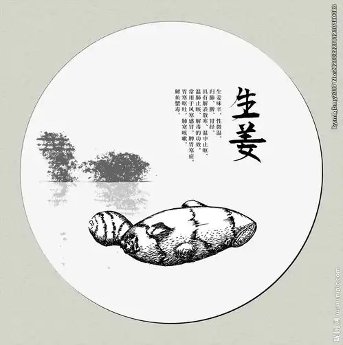 手绘线描生姜图片