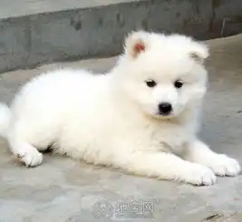 南昌宠物店出售纯种萨摩耶幼犬,3oo一只,可上门看狗