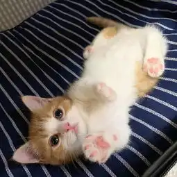 小奶猫睡着后会萌成什么样子