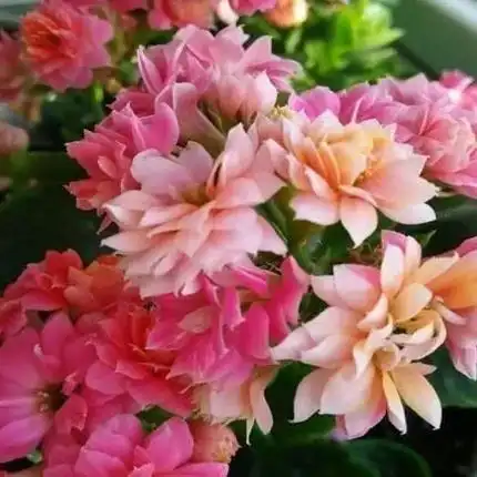 人养花,花亦养人,几种花养在卧室很合适