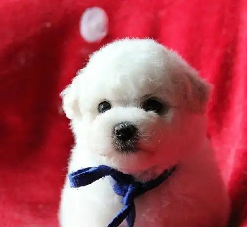图比熊幼犬多少钱一只哪里可以买到比熊北京宠物狗