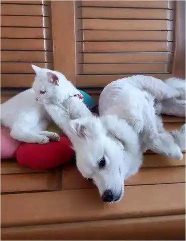 狗狗被主人剃去毛发,猫咪竟认不出,紧接着的一个动作笑坏主人