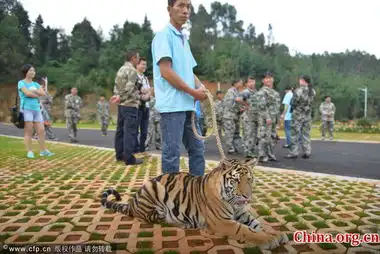 云南一动物园十周年庆老虎羊驼大阅兵