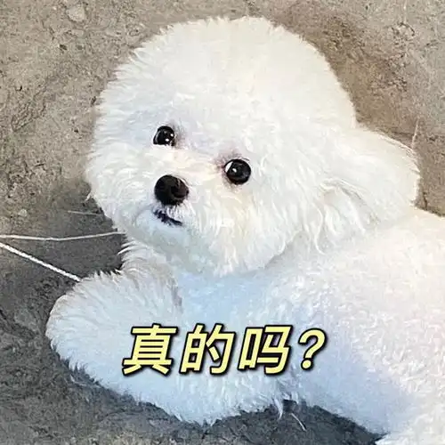 这些体罚方式,对比熊而言就像上刑,主人别做了