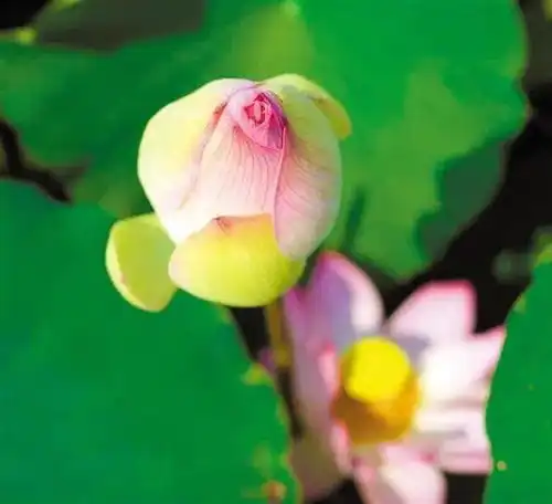 小荷花美了乡村富了民,这个农业现代产业园区人气旺