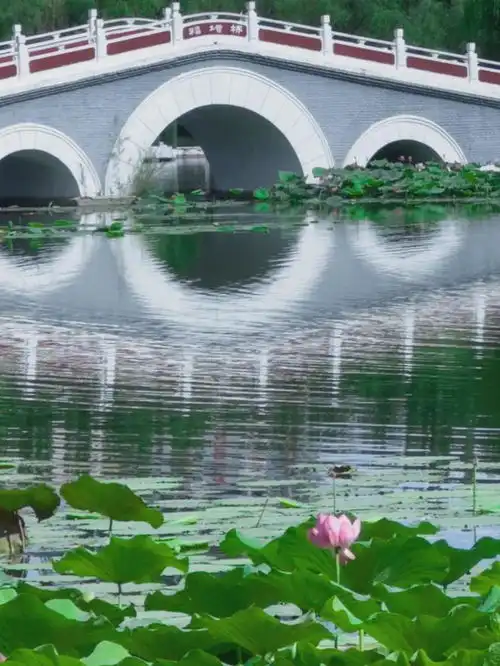 青城之邀盛夏荷花开,一池诗意等你来赏