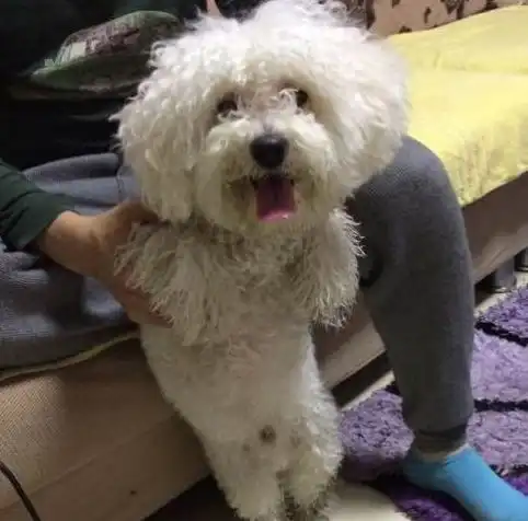 比熊犬被抛弃,毛发都已经杂乱不堪,好心的网友将其带回了家