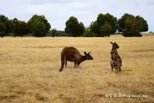 南澳大利亚袋鼠岛,没有围栏的动物园