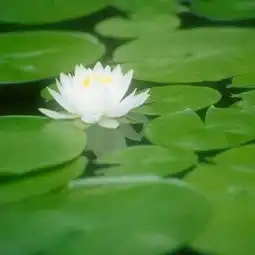 楞严经第二卷
