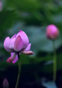 转尼康后第一次尝试多重曝光荷花专辑无敌兔700