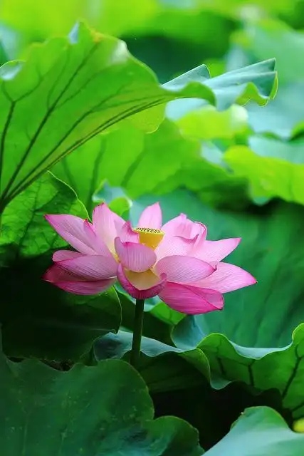 夏水生好物卧听蝉鸣,暮赏荷花与睡莲