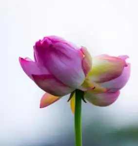 并蒂莲