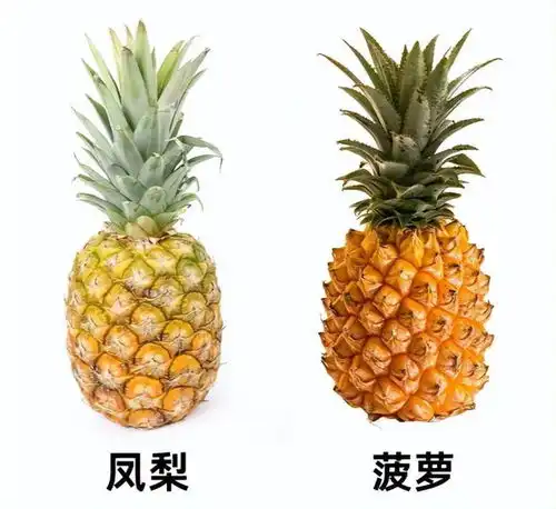 明明是同一种水果,为何一个叫菠萝,一个叫凤梨,背后有5个区别