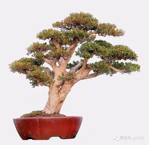 拍卖台上的盆景,价值几何